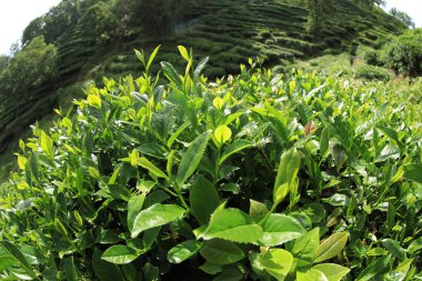 Bahar dağlarında yeşil çay ağaçları