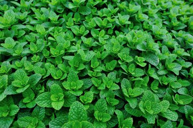 Sebze bahçesinde büyüyen nane bitkisi