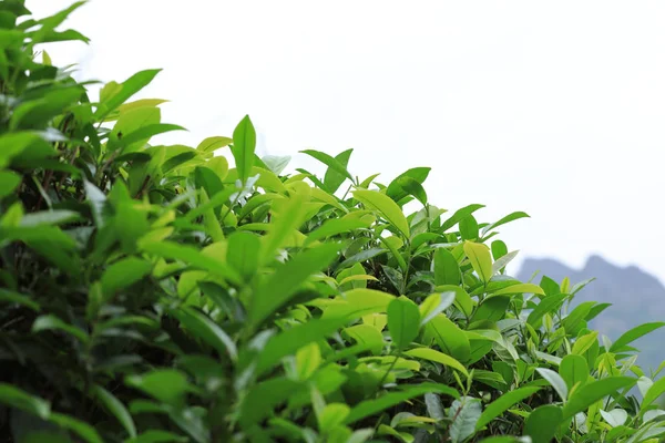 Green Tea Trees Spring Mountains — Stock Photo, Image