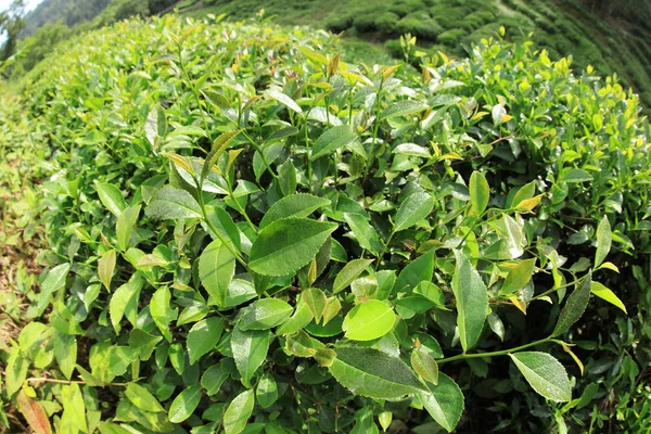 春山绿茶树 — 图库照片