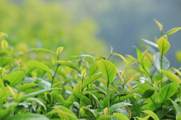 春の山の緑の茶樹 — ストック写真