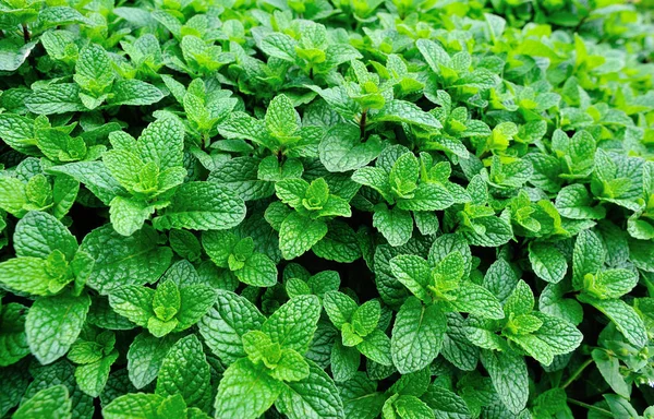 Mint Planta Växer Grönsaksland — Stockfoto