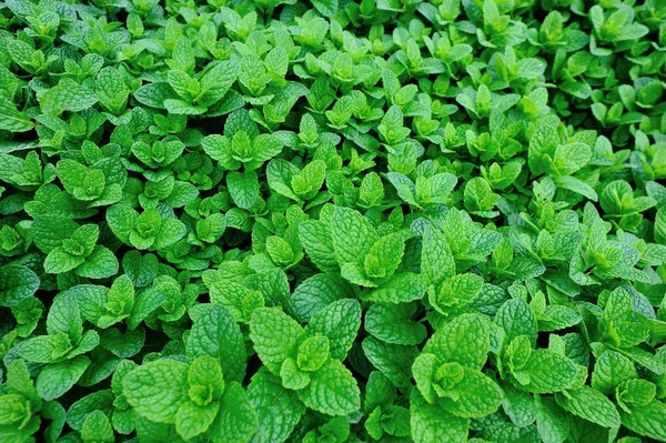 Mint Planta Växer Grönsaksland — Stockfoto