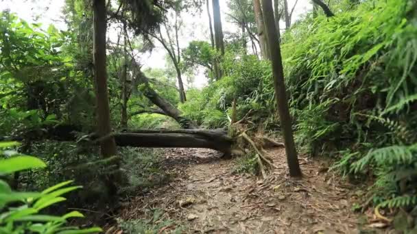 Woman Ultra Marathon Runner Running Tropical Rainforest Trail — Stock Video