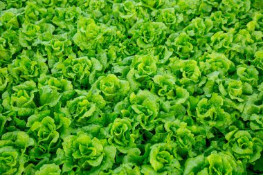 Yeşil marul bitkilerde büyüme alanı at