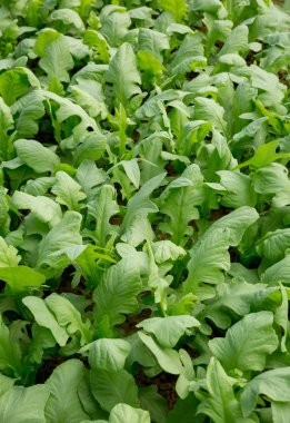 Yeşil Hint marul bitkiler Sebze Bahçe