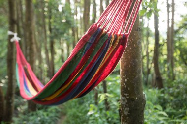 Tropikal ormanda asılı hamak