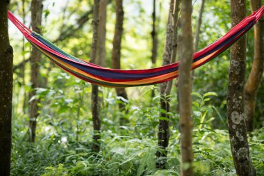 Ormanda ağaçlara asılı renkli hamak