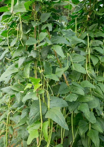 Cowpea Rostliny Růstu Zeleninové Zahradě — Stock fotografie