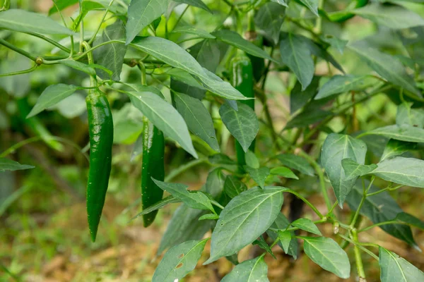Green Chilli Pepper Plants Growth Vegetable Garden — Stock Photo, Image