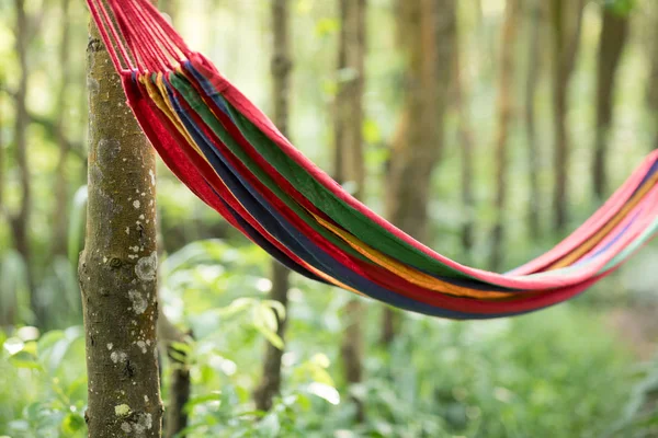 吊床悬挂在热带森林 — 图库照片