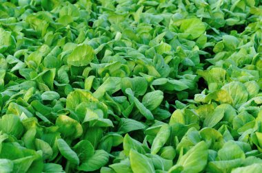 Yeşil pakchoi bitkileri sebze bahçesinde büyüyen
