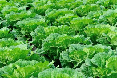 Çin lahanaları tarlada büyüme de