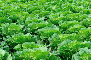 Çin lahanası tarlada büyümede