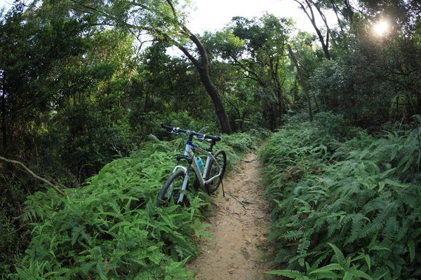熱帯雨林トレイルでマウンテンバイク1台 — ストック写真