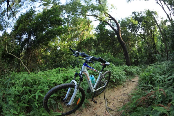 雨林小径的一辆山地自行车 — 图库照片