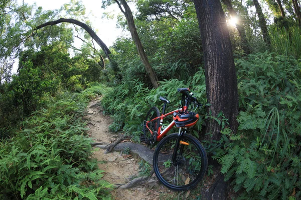 One Mountain Bike Rainforest Trail — Stock Photo, Image