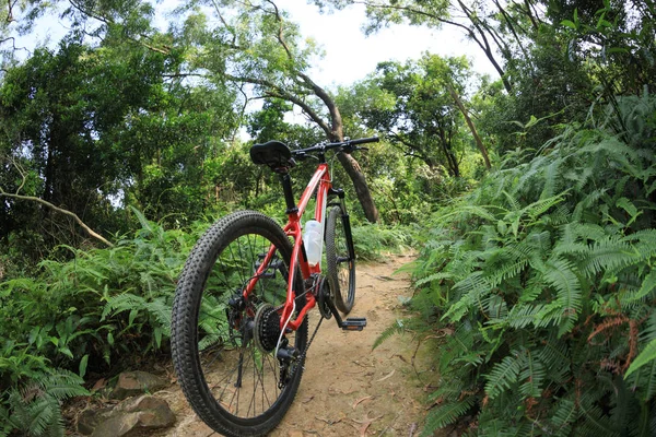 One mountain bike at sunrise forest trail