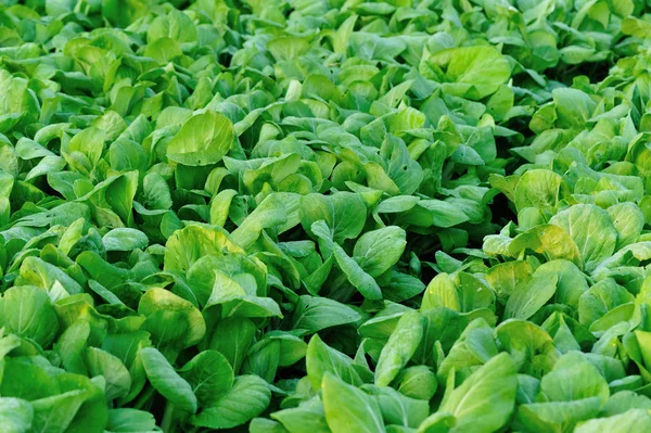 Culturas Pakchoi Verdes Que Crescem Horta — Fotografia de Stock