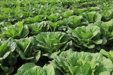 Çince lahana bitkileri alanında büyüme