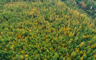 sonbaharın hava atış manzara orman
