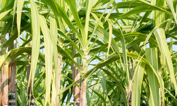 サトウキビ畑で育つ植物 — ストック写真