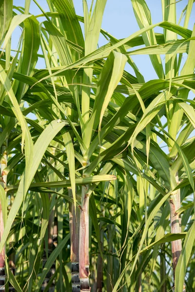 サトウキビ畑で育つ植物 — ストック写真