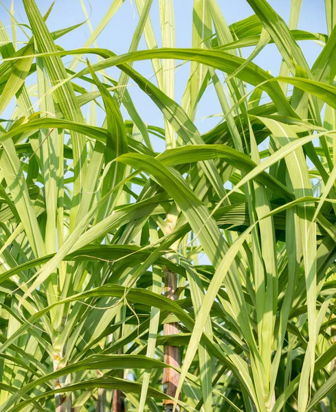 サトウキビ畑で育つ植物 — ストック写真