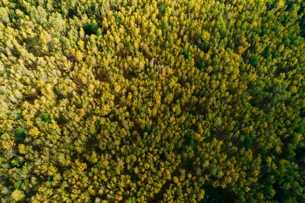 Vista Aérea Drones Del Paisaje Forestal Otoño — Foto de Stock