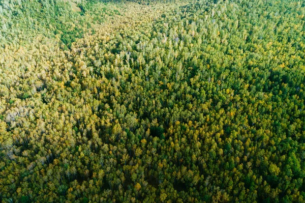 Vue Aérienne Par Drone Paysage Forestier Automne — Photo