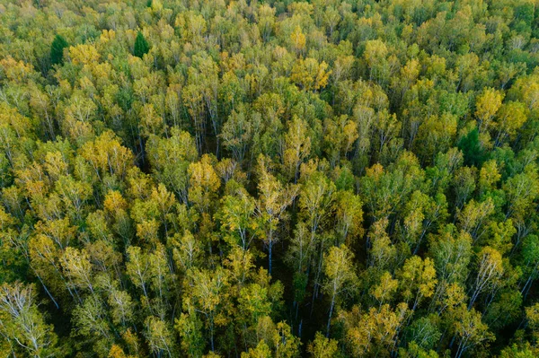 Aerial Drone Syn Höst Skogslandskapet — Stockfoto