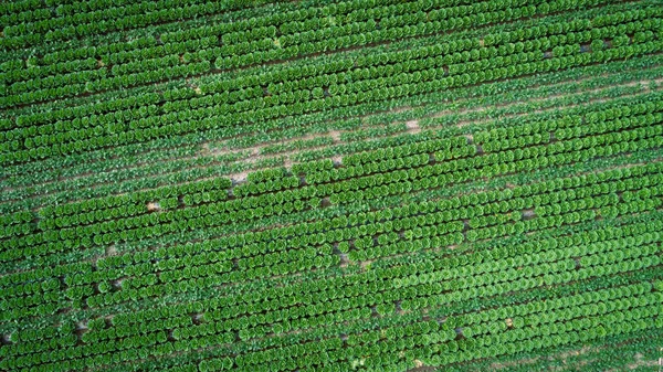 Letecký Pohled Zelené Zemědělský Pozemek Drony — Stock fotografie