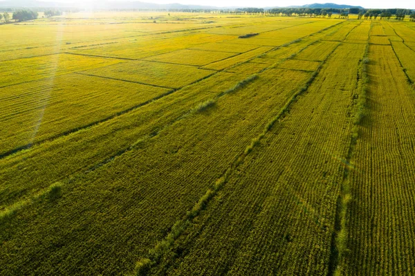 Aerial view of the rice field from drone