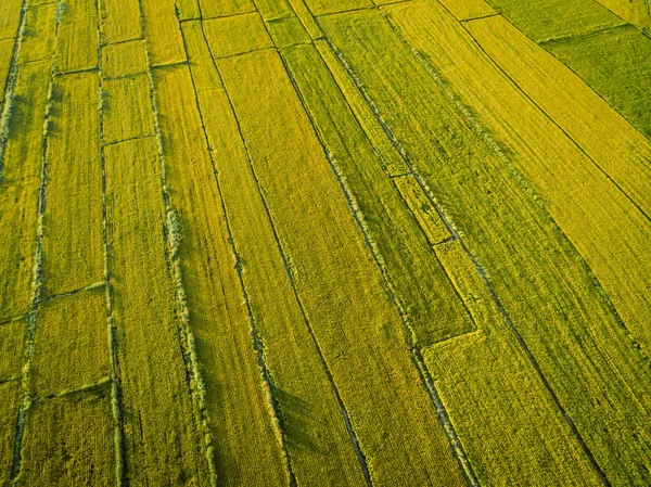 从无人机看稻田的鸟瞰图 — 图库照片