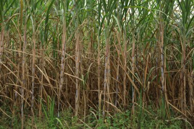 Şeker kamışı bitkileri tarlada yetişir