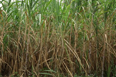 Şeker kamışı bitkileri tarlada yetişir