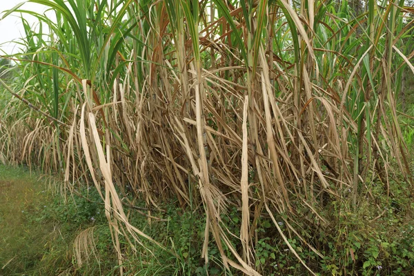 Las Plantas Caña Azúcar Crecen Campo —  Fotos de Stock