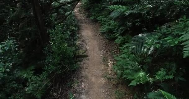 Cross Country Ciclista Mulher Ciclista Andar Bicicleta Montanha Trilha Floresta — Vídeo de Stock