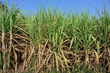 Tarlada yetişen şeker kamışı bitkileri