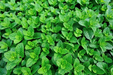 Yeşil nane bitkileri sebze bahçesinde yetişir.