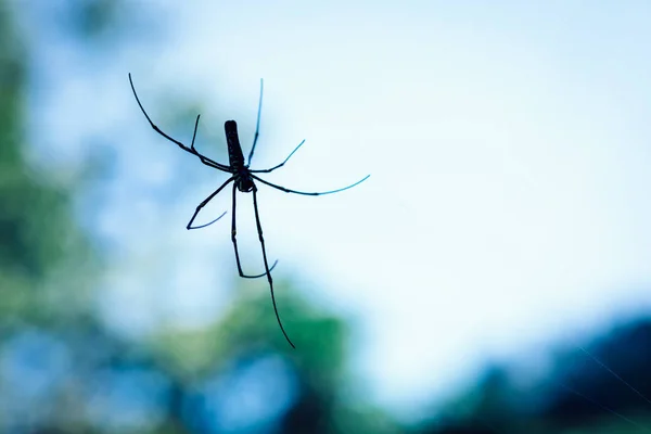 Spider on spider web in the forest