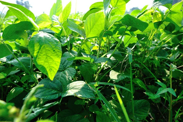 绿色大豆豆植物在生长在字段 — 图库照片