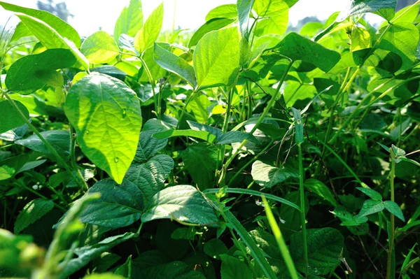 Plantas Soja Verde Crescimento Campo — Fotografia de Stock