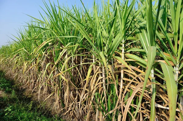 Sugarcane Plants Growing Field — Stock Photo, Image