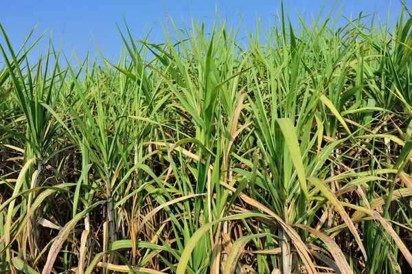 Сахарный Тростник Растет Поле — стоковое фото
