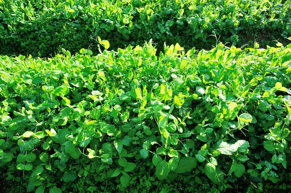 Green Pea Crops Growth Vegetable Garden — Stock Photo, Image