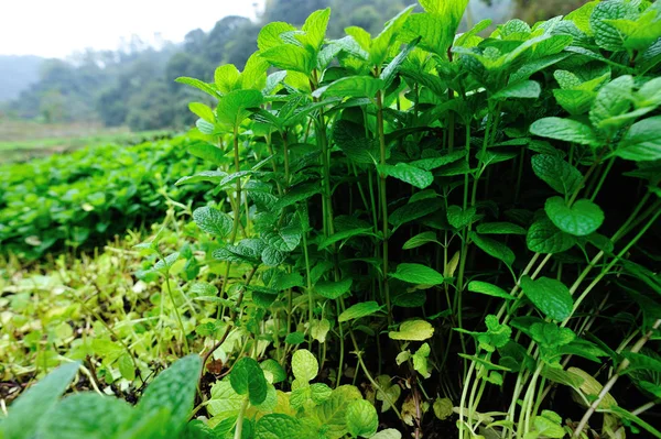 蔬菜园种植绿色薄荷植物 — 图库照片