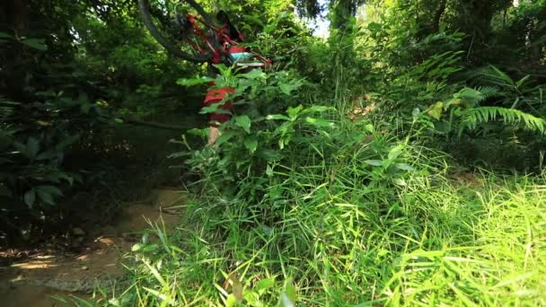 Mujer Ciclista Llevando Una Bicicleta Montaña Sendero Del Bosque Tropical — Vídeos de Stock