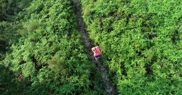 Luchtfoto Van Vrouwelijke Marathonloper Tropisch Regenwoudpad Bergen — Stockvideo