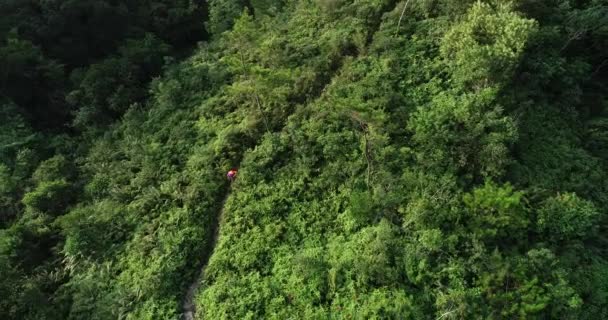 Female Runner Resting While Training Tropical Rainforest Trail — Stock Video